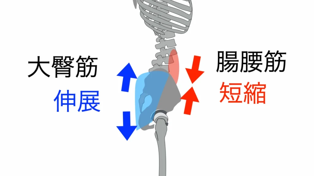 拮抗筋　大臀筋と腸腰筋